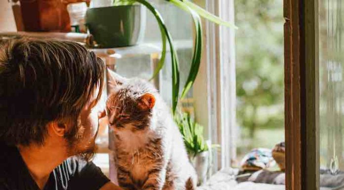 Cats and Mental Health: Exploring the Psychological Benefits of Having Cats benefits of cats