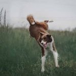 3 Simple Ways to Control Your Hyper Dog hyperactive dog
