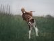 3 Simple Ways to Control Your Hyper Dog hyperactive dog
