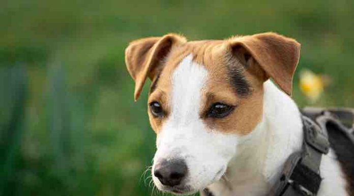 Dog Anxiety: 10 Signs & How To Treat It signs of Dog Anxiety