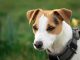 Dog Anxiety: 10 Signs & How To Treat It signs of Dog Anxiety