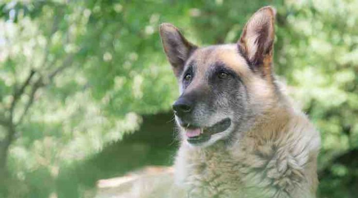 5 Tips for Taking Care of Your Senior Dog taking care of a senior dog