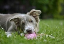 How to Address Your Dog’s Destructive Chewing Problem dogs chewing