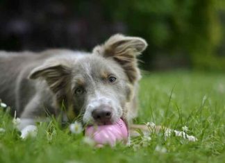 dogs chewing