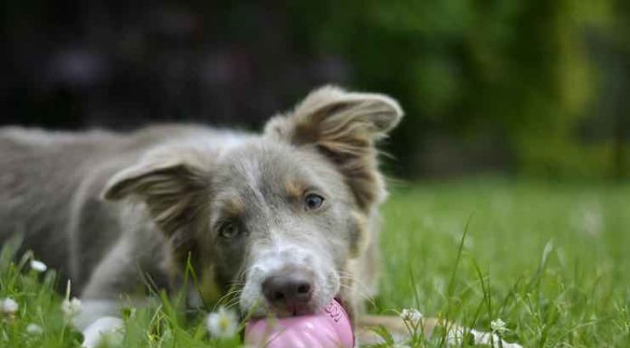 How to Address Your Dog’s Destructive Chewing Problem dogs chewing