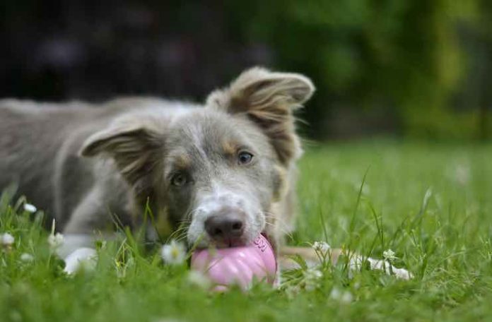 dogs chewing