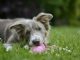How to Address Your Dog’s Destructive Chewing Problem dogs chewing