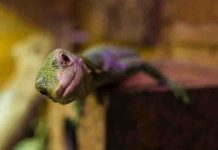 How to Give CBD to Your Pet Reptile CBD for Pet Reptile