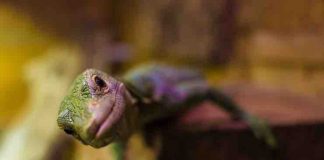 CBD for Pet Reptile