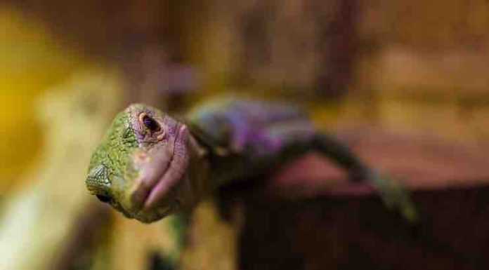 How to Give CBD to Your Pet Reptile CBD for Pet Reptile
