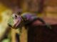 How to Give CBD to Your Pet Reptile CBD for Pet Reptile