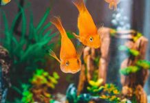 How To Choose Fish Tank Accessories And Plants: 6 Useful Tips How To Choose Fish Tank Accessories And Plants