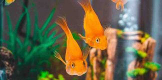 How To Choose Fish Tank Accessories And Plants