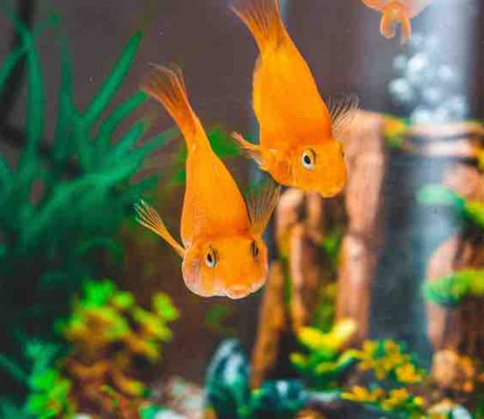 How To Choose Fish Tank Accessories And Plants
