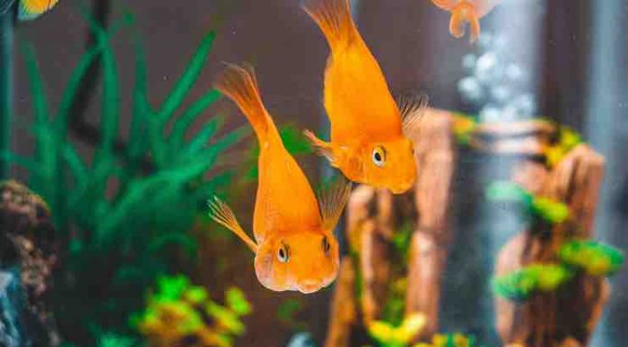 How To Choose Fish Tank Accessories And Plants: 6 Useful Tips How To Choose Fish Tank Accessories And Plants