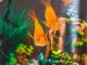 How To Choose Fish Tank Accessories And Plants: 6 Useful Tips How To Choose Fish Tank Accessories And Plants