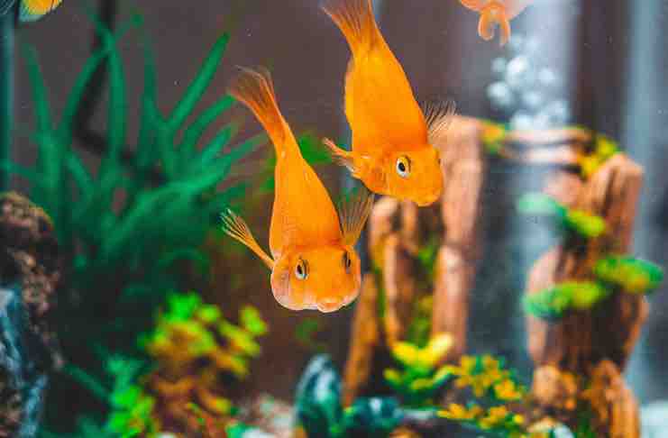 How To Choose Fish Tank Accessories And Plants: 6 Useful Tips