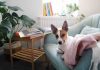 How to Make Your Home Pet Friendly