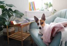 4 Tips On How to Make Your Home Pet-Friendly How to Make Your Home Pet Friendly