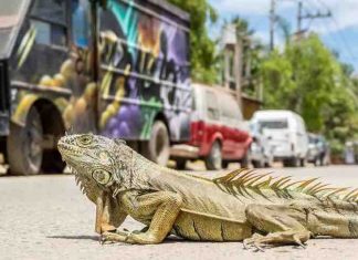 Traveling With A Reptile