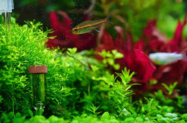 fish Tank Accessories