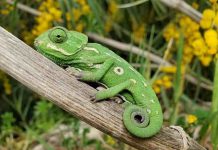 How to Find a Reputable Place to Adopt a Reptile Adopt a Reptile