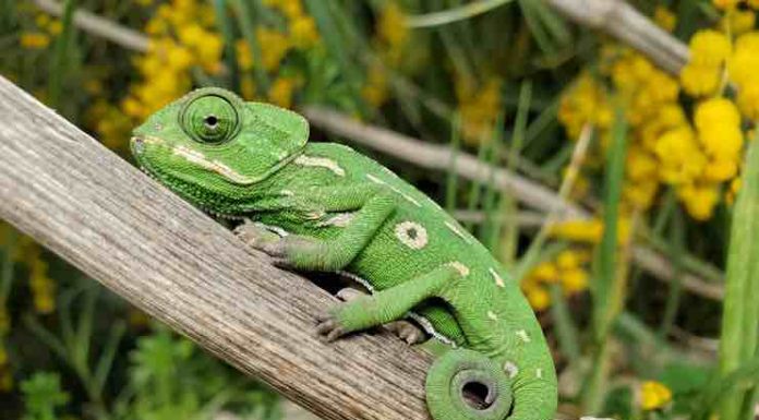 How to Find a Reputable Place to Adopt a Reptile Adopt a Reptile