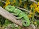 How to Find a Reputable Place to Adopt a Reptile Adopt a Reptile