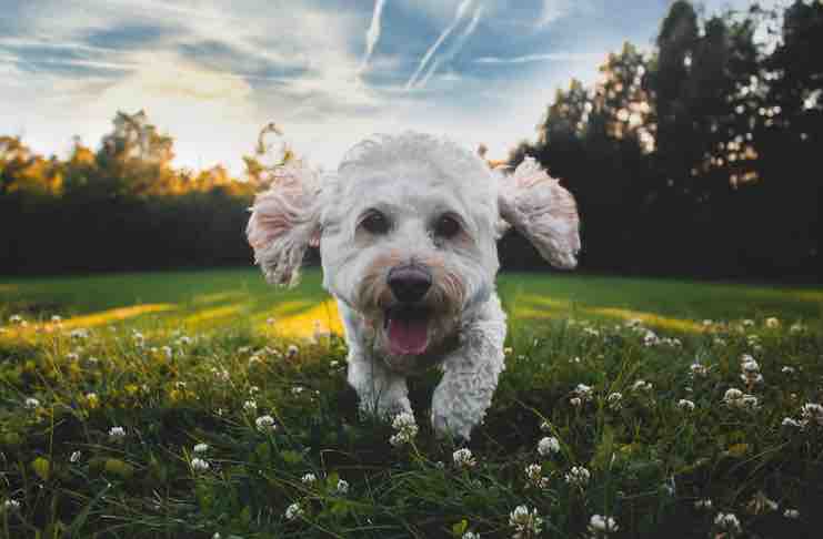 Breed Poodles