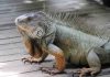 are iguanas aggressive