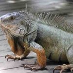 are iguanas aggressive
