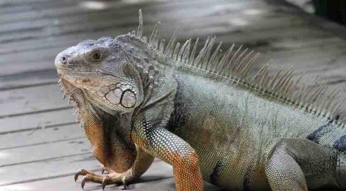 Are Iguanas Aggressive? Answers and Tips are iguanas aggressive