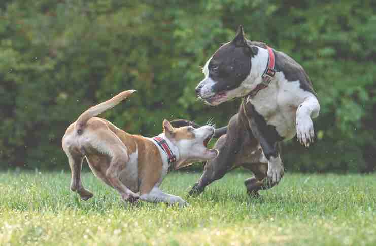 American Bully