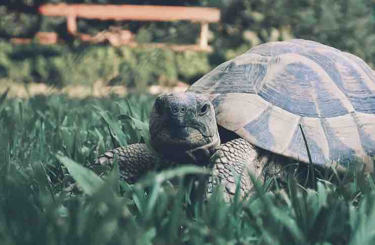 Outdoor Tortoise