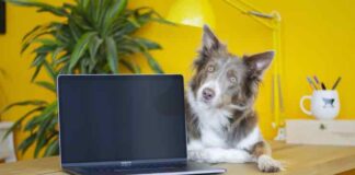 Pet tech