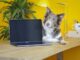Internet Tools and Pet Tech For Your Dog or Cat Pet tech