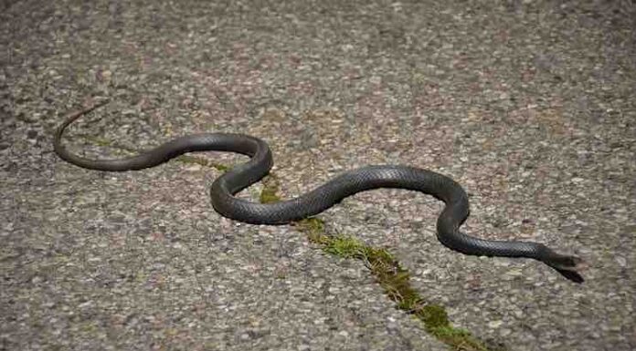 The Amazing Senses of Snakes Senses of Snakes