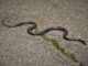 The Amazing Senses of Snakes Senses of Snakes