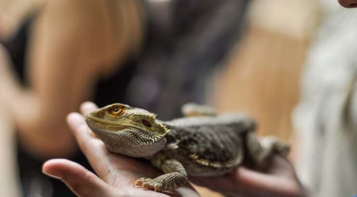 Should you get a snake, lizard, or dog as a pet? Should you get a snake