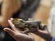 Should you get a snake, lizard, or dog as a pet? Should you get a snake