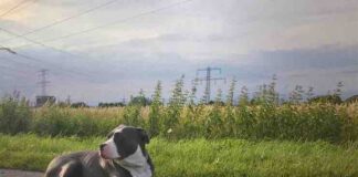 Taking Care of an American Bully dog