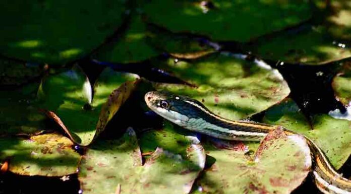 Where Do Snakes Live in Florida? Do More Snakes Live in Urban Areas Or Wild Areas? Where Do Snakes Live in Florida