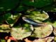 Where Do Snakes Live in Florida? Do More Snakes Live in Urban Areas Or Wild Areas? Where Do Snakes Live in Florida