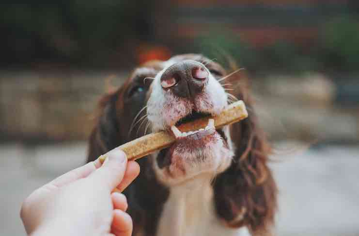Benefits Homemade Dog Treats