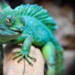 The 4 Major Different Stages of the Reptile Life Cycle (Born to Death) Different Stages of the Reptile Life Cycle