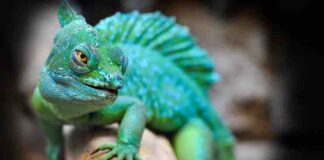 Different Stages of the Reptile Life Cycle