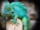 The 4 Major Different Stages of the Reptile Life Cycle (Born to Death) Different Stages of the Reptile Life Cycle
