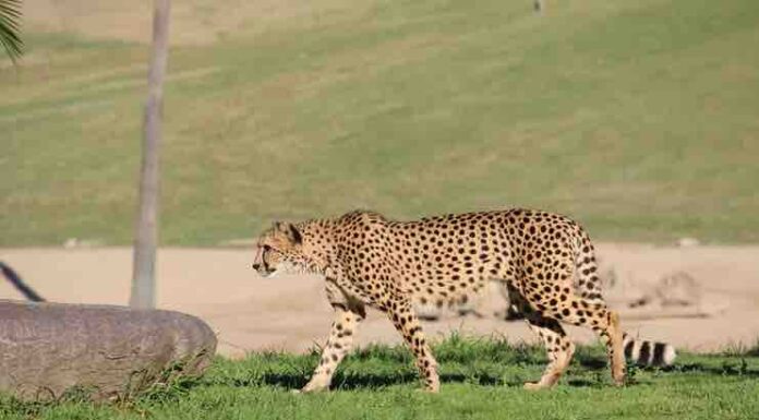 Dogs and Cheetahs Living Together in a Zoo Dogs and Cheetahs