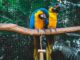 Should You Get an Exotic Pet? 7 Things to Consider First Should You Get an Exotic Pet