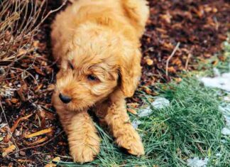 Why do some dogs NOT shed
